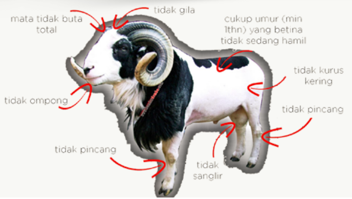 Aqiqah Kab. Bandung, Cilengkrang, jual domba aqiqah murah 